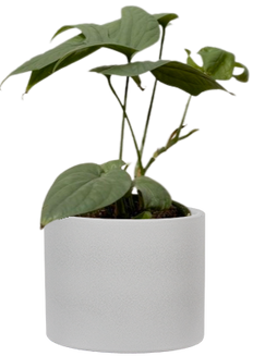 Silver Spiderman Monstera | Amydrium medium ‘Silver’ (S)