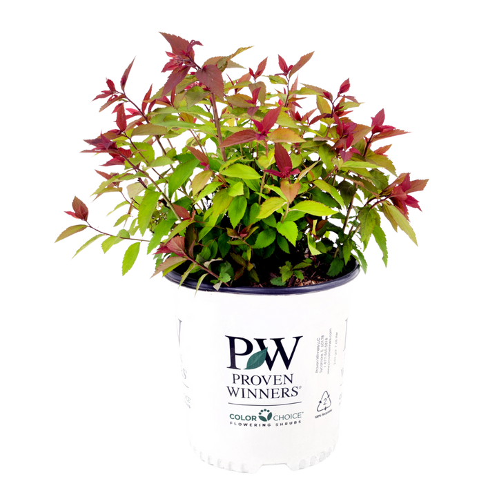 Double Play® Red | Spiraea Japonica (L) | Proven Winners®