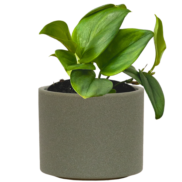 Scindapsus Treubii Moonlight | Sterling Silver Pothos | 6
