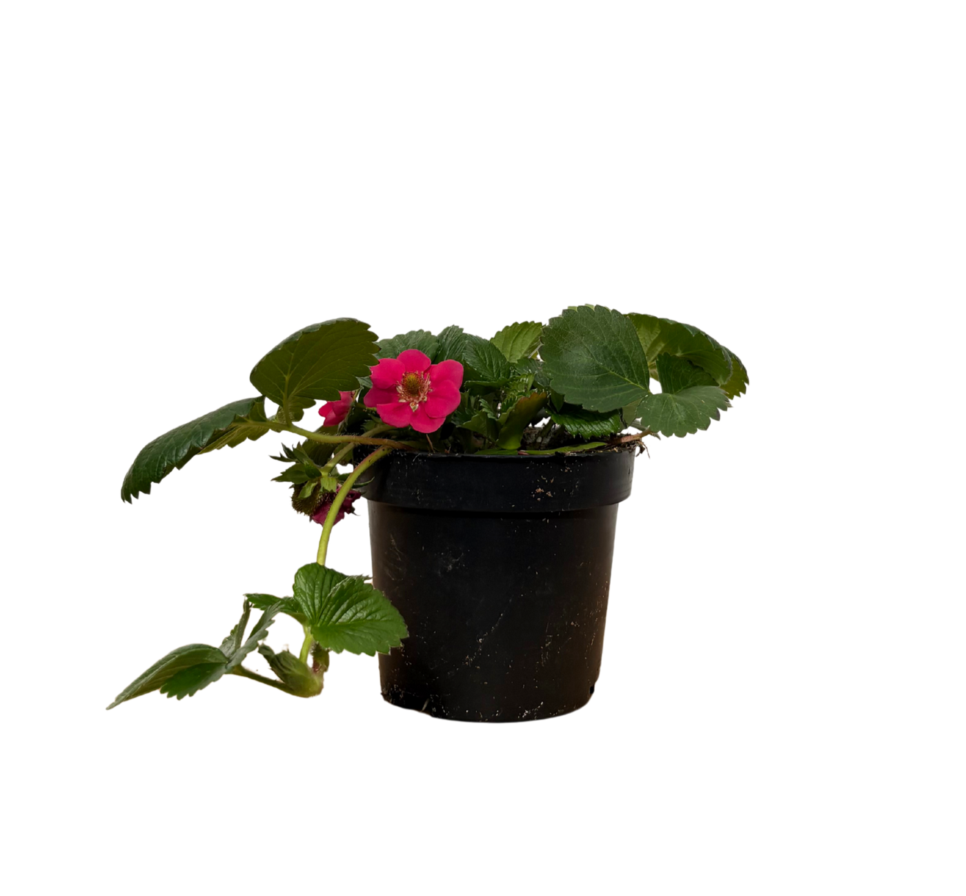 Strawberry Everbearing (pink flower) (S)