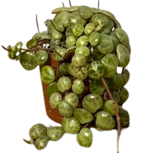 String of Turtles | Peperomia Prostrata (XS)