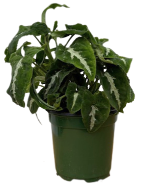Syngonium Black Velvet | Syngonium wendlandii (S)