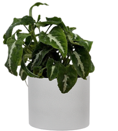 Syngonium wendlandii | Syngonium Black Velvet (S)
