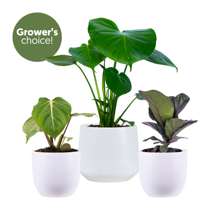 Tabletop Trio (White Pots)