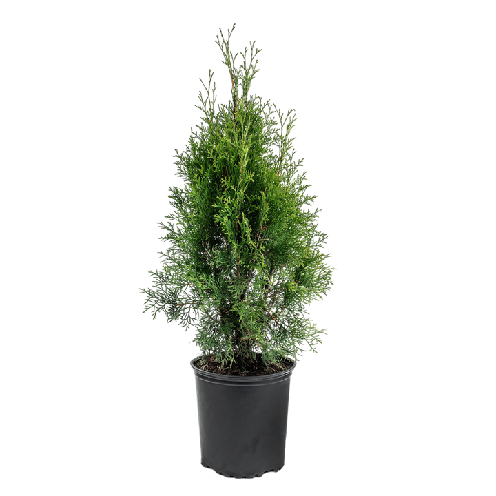 Thuja Occidentalis Smaragd | Emerald (L)