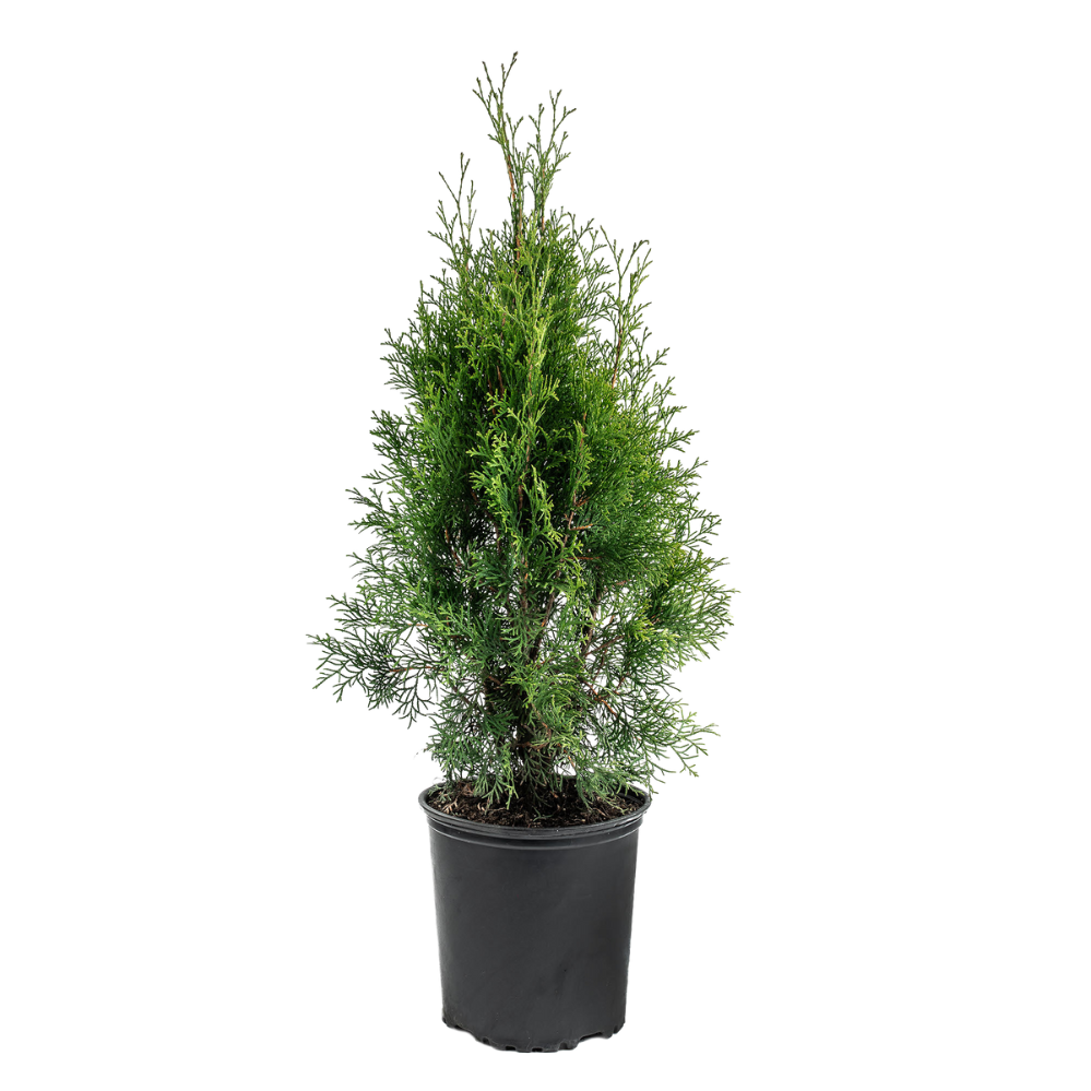 Thuja Occidentalis Smaragd | Emerald (L)