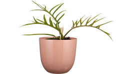 Philodendron Tortum (S)