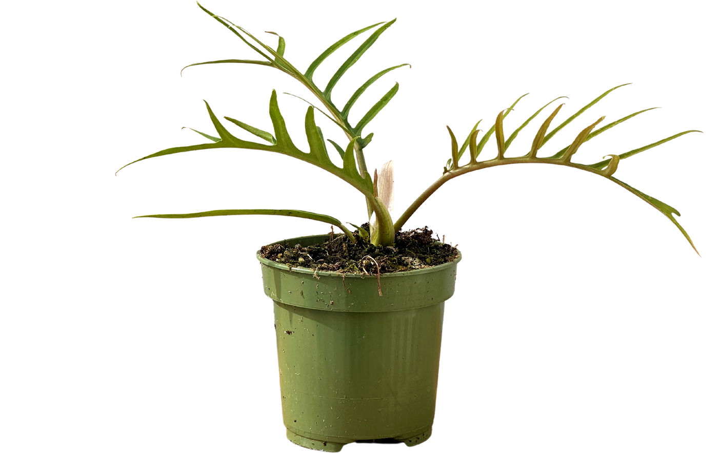 Philodendron Tortum (S)