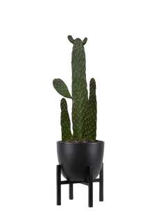 Consolia Rubescens | Roadkill Cactus (S)