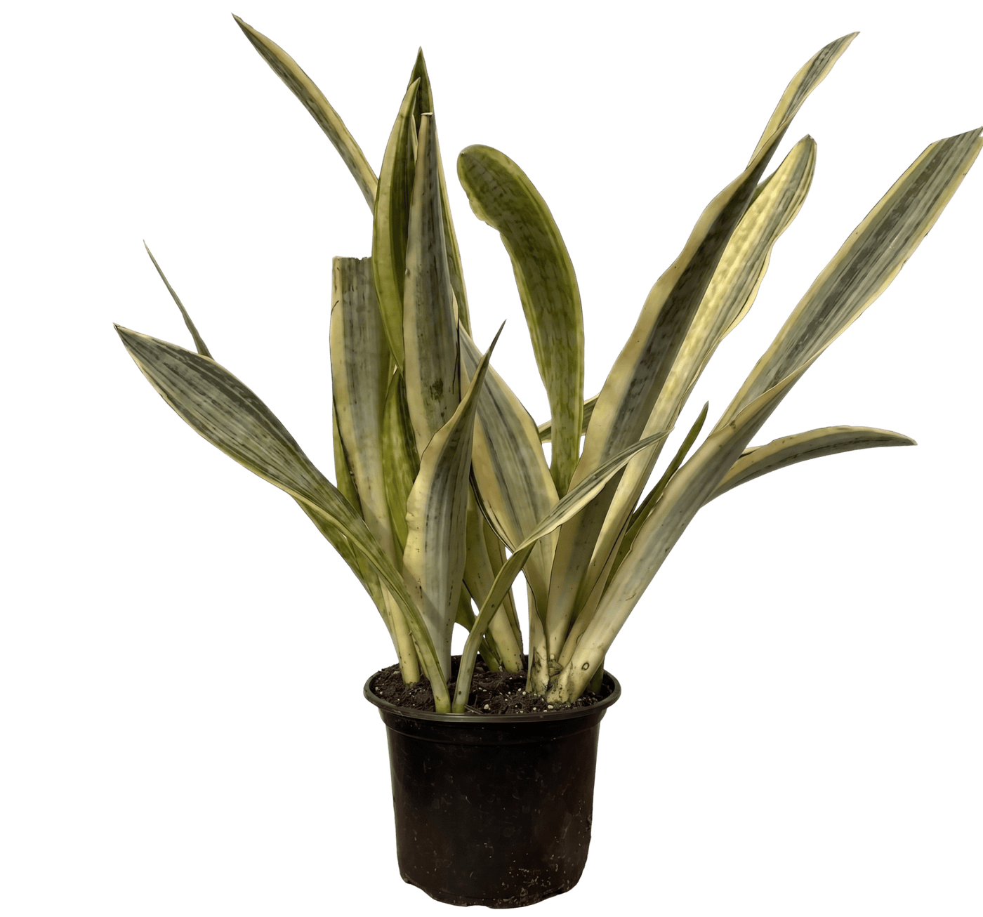 Sansevieria Trifasciata Lauren (M)