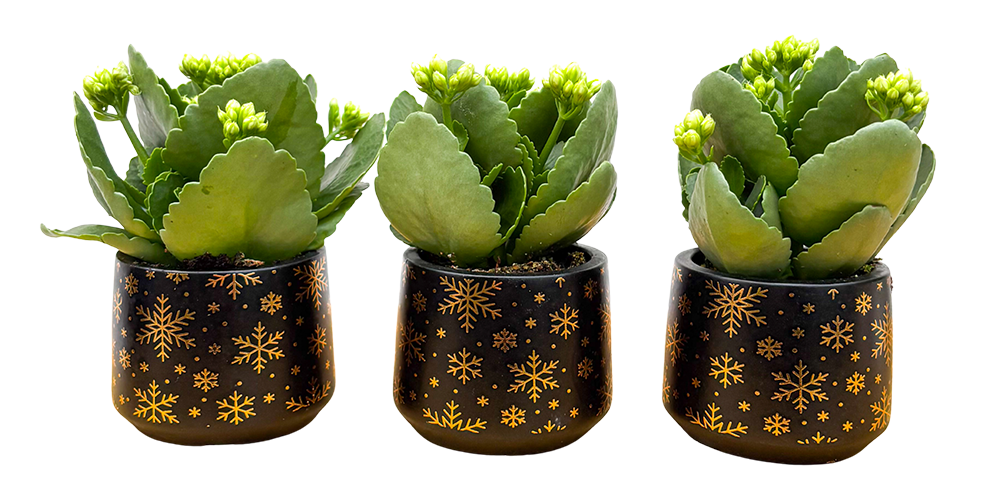Kalanchoe Trio - With Pots (XS)