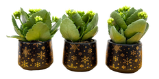 Kalanchoe Trio - With Pots (XS)