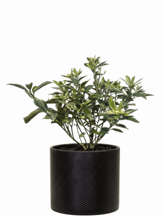 Citrus Japonica | Variegated Kumquat (XL)