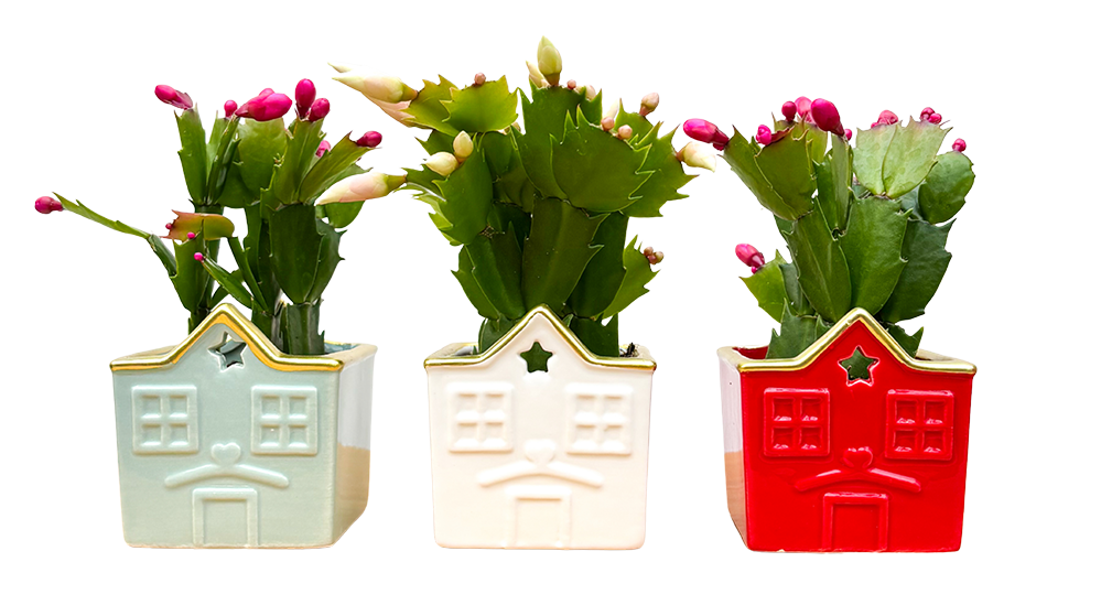 Zygo Cactus Trio - With Pots (XS)