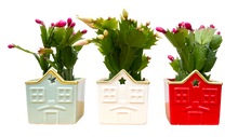Zygo Cactus Trio - With Pots (XS)