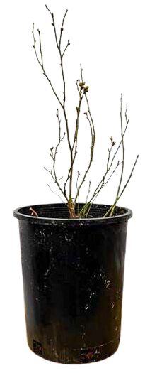 Vaccinium Chippewa Blueberry (M)