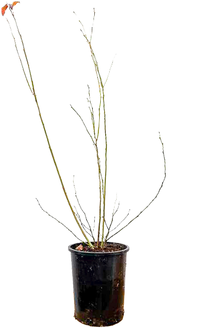 Vaccinium | Blueberry Bluecrop (M)