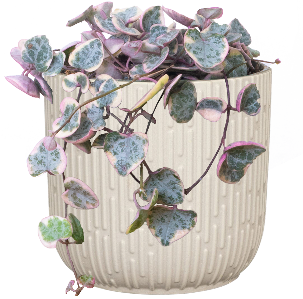 String of Hearts 4" Pot Pet Friendly Houseplant Plantsome
