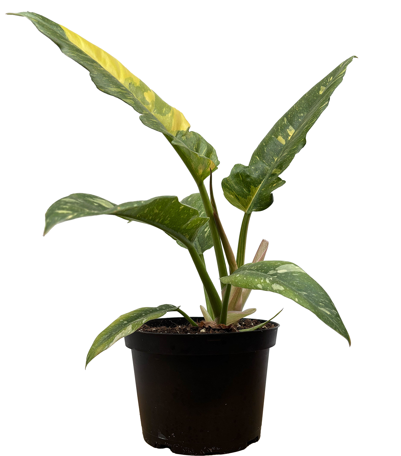 Philodendron Ring of Fire (M)