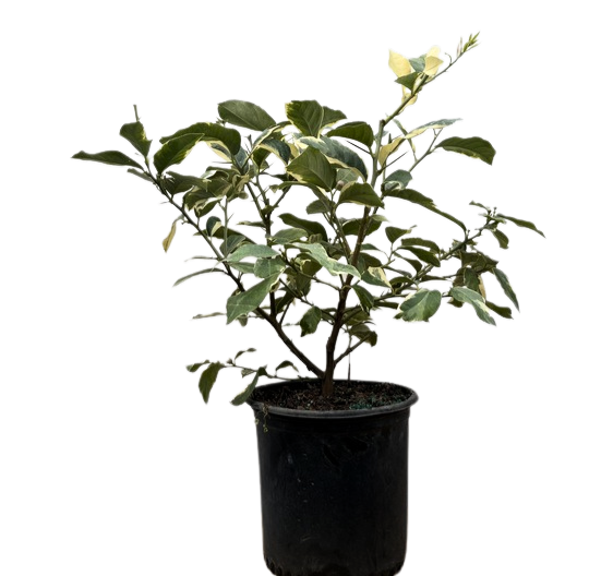 Variegated Pink Lemon | Citrus x limon 'Eureka Pink Variegated' (L)