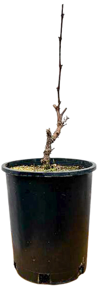 Vitis Chardonnay Grape (M)