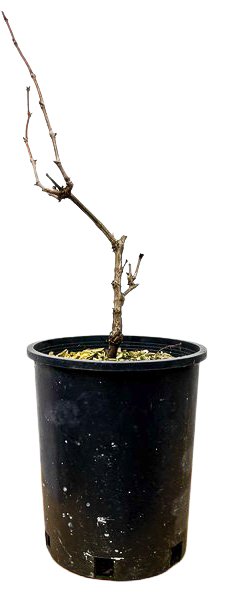 Vitis Frontenac Gris Grape (M)