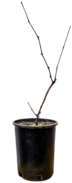 Vitis Suffolk Red Grape (M)