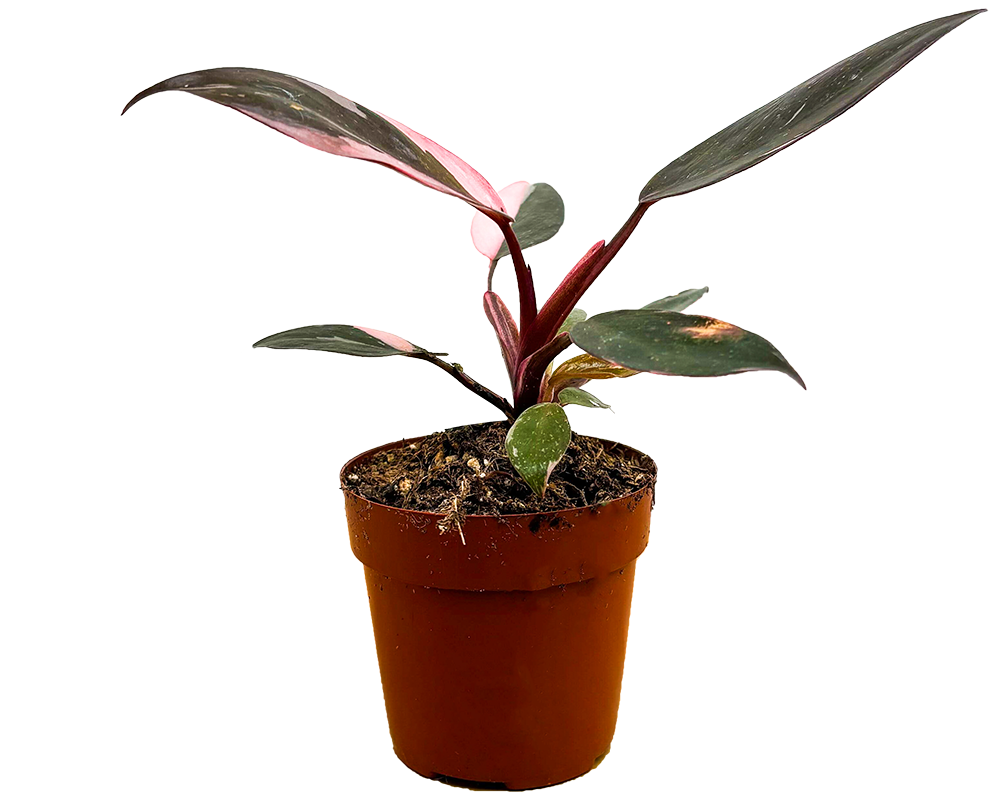 Philodendron Pink Princess (XS)