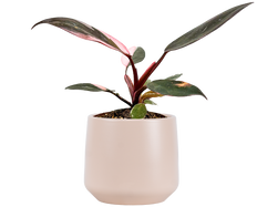 Philodendron Pink Princess (XS)