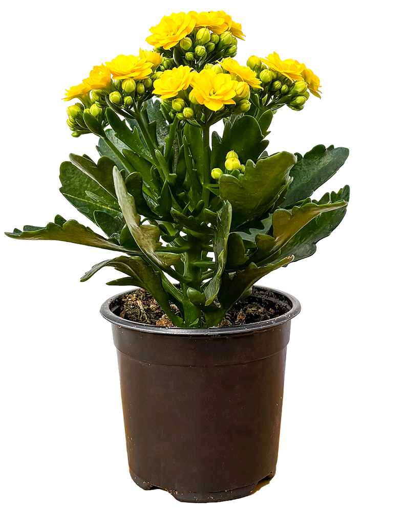 Kalanchoe Yellow (S)