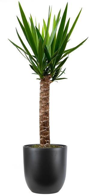 joshua tree indoor plant Joshua Tree Cane Yucca | 22.5" Pot | Easy Care Houseplant