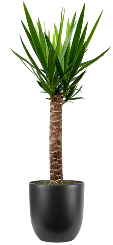 Joshua Tree Cane Yucca Single Stem (XL)