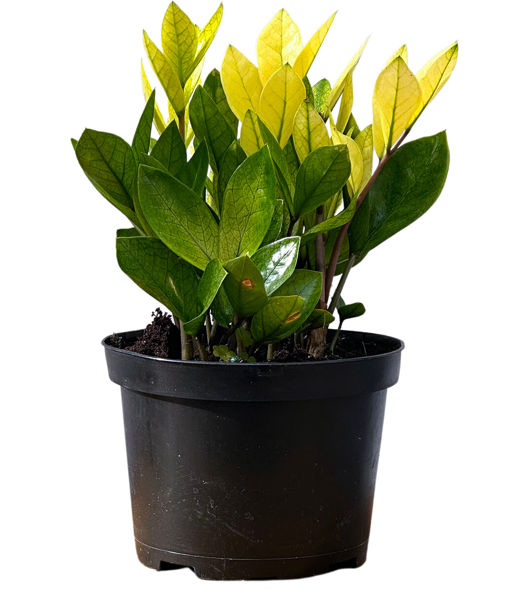 Zamioculcas (M) | Chameleon ZZ Plant