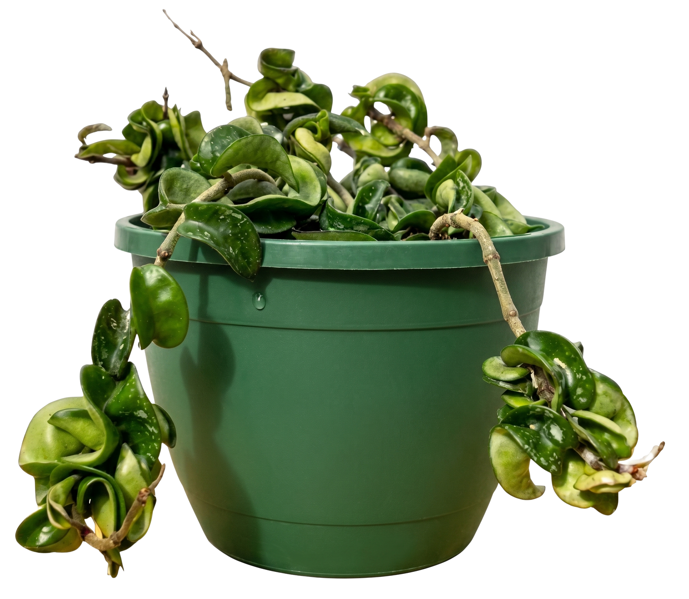 Hoya carnosa ‘Compacta’ | Wax Plant (M)