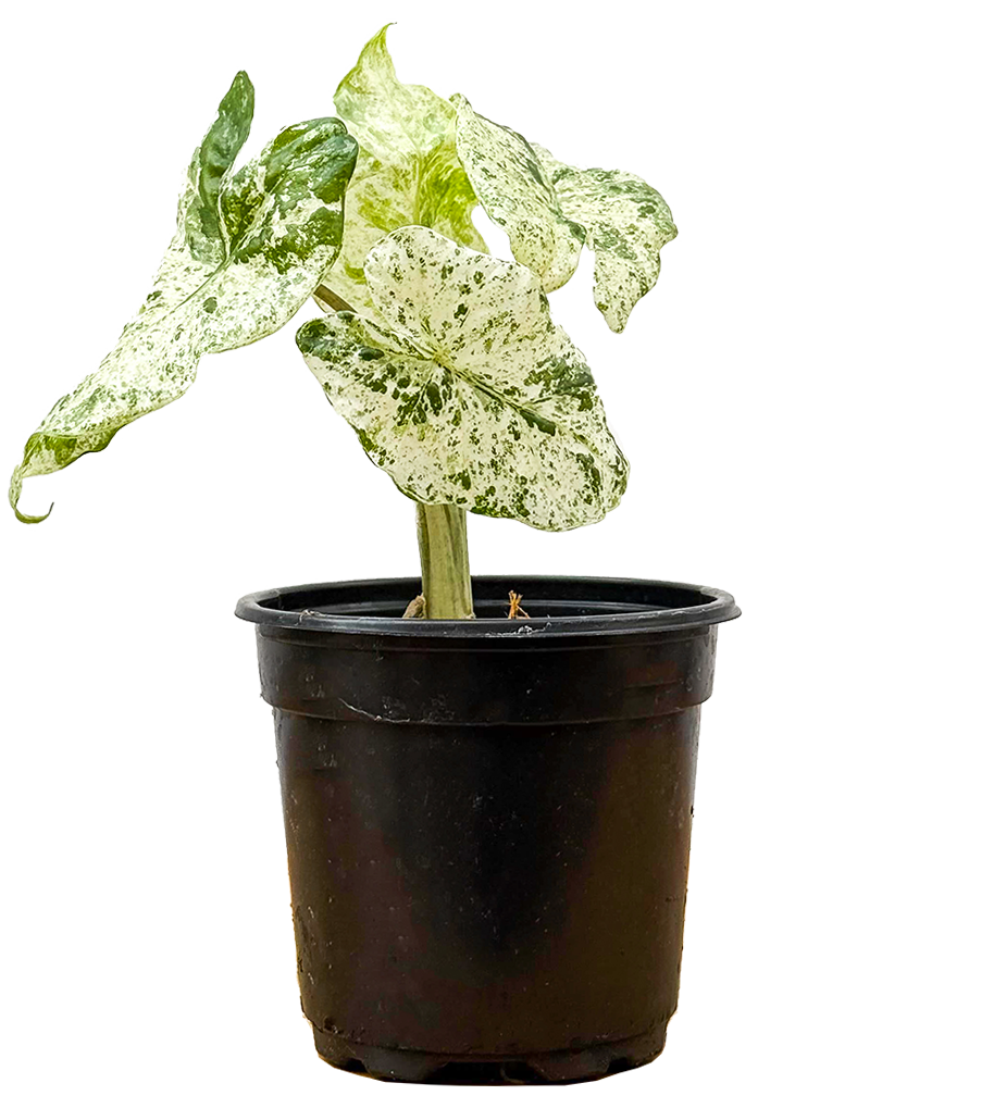 Alocasia Macrorrhiza Camouflage Variegated | Elephants Ear (S)