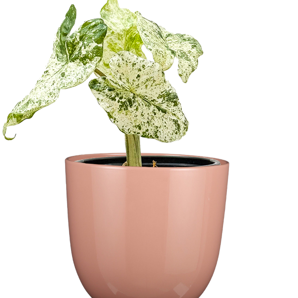 Alocasia Macrorrhiza Camoflauge Variegated| 4