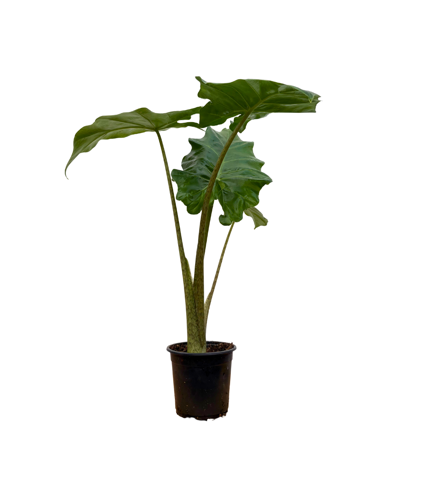 Alocasia Portora | Elephants Ear (S)