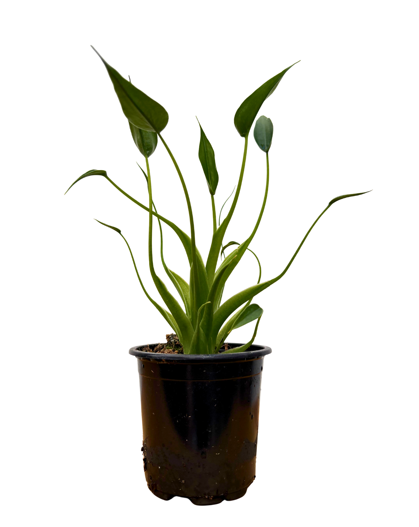 Alocasia Tiny Dancer (S)