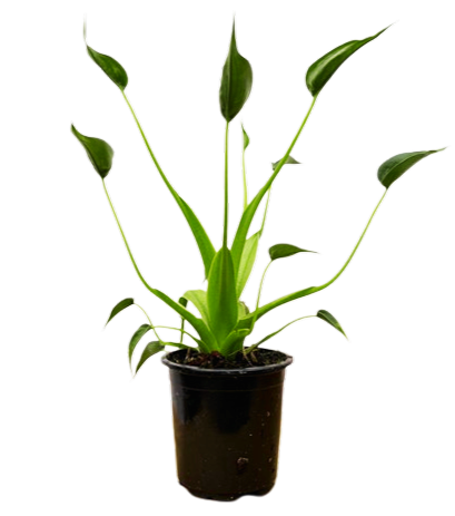 Alocasia Tiny Dancer (S)