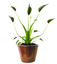 Alocasia Tiny Dancer (S)