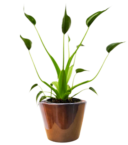 Alocasia Tiny Dancer | 4