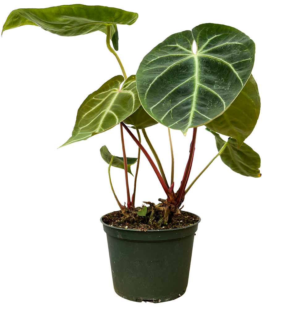 Anthurium Magnificum (M)