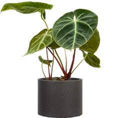 Anthurium Magnificum (M)