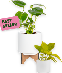 Best-selling houseplants: Monstera Deliciosa, Calathea Medallion and Neon Pothos