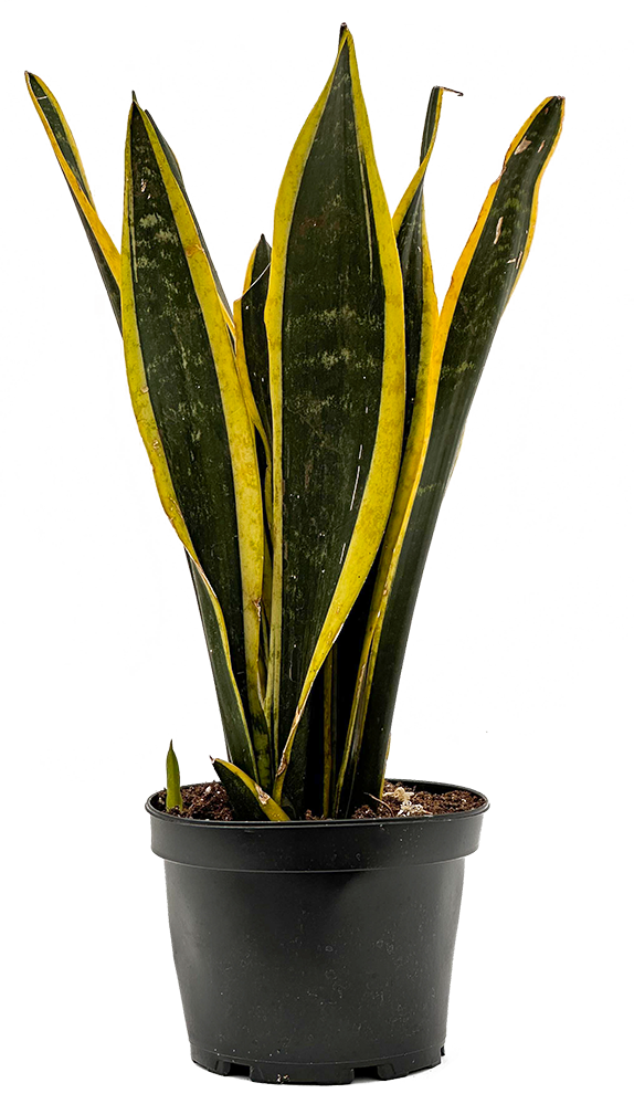 Sansevieria Trifasciata | Black Gold Snake | 6