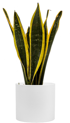 Sansevieria Trifasciata | Black Gold Snake (M)