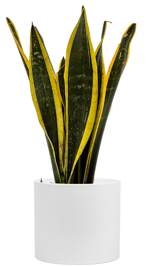 Sansevieria Trifasciata | Black Gold Snake | 6" Pot | Easy Care Houseplant  | Plantsome