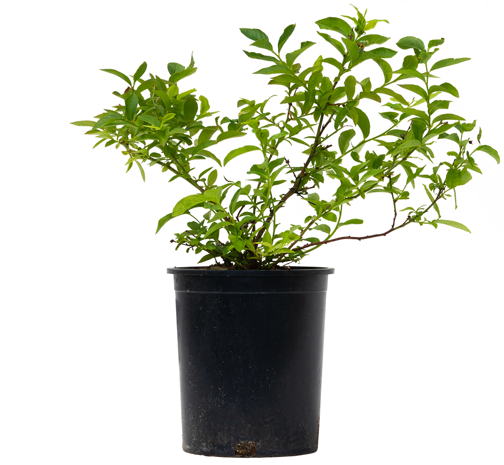 Vaccinium | Blueberry Northcountry (L)