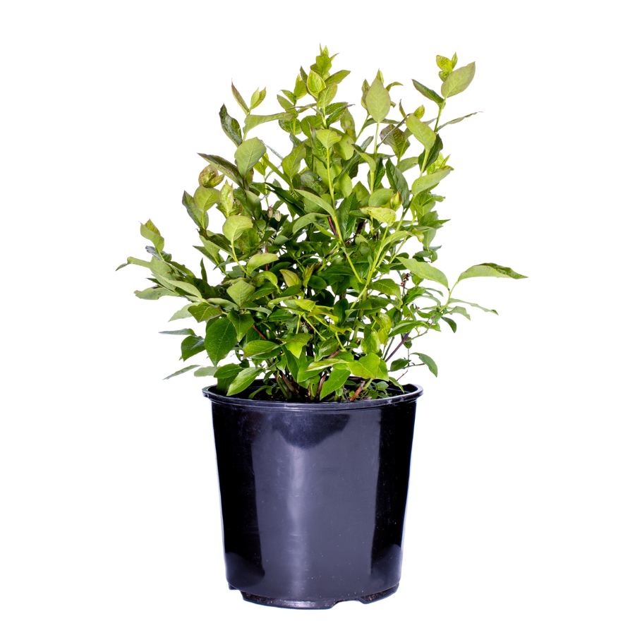 Vaccinium Corymbosum | Blueberry Northland (L)