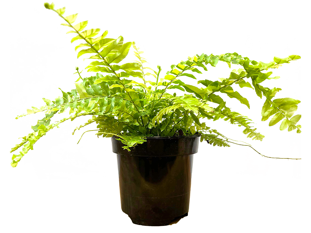 Nephrolepis Exaltata | Boston Tiger Fern (S)